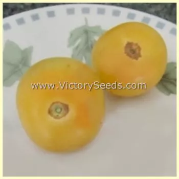 Dwarf Barossa Moon Tomato