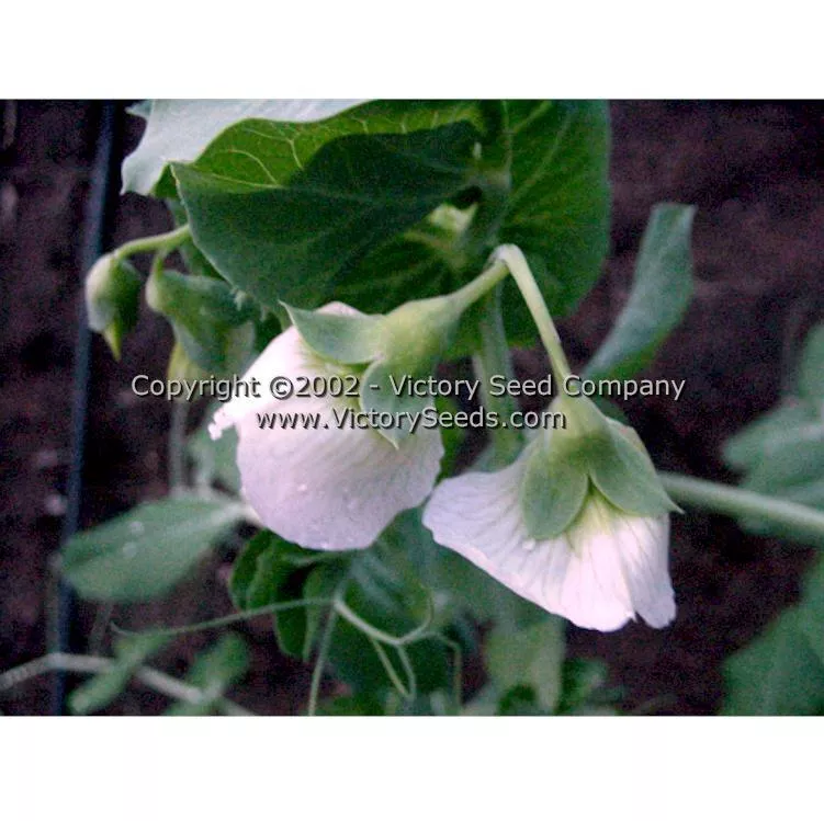 Little Marvel Garden Pea