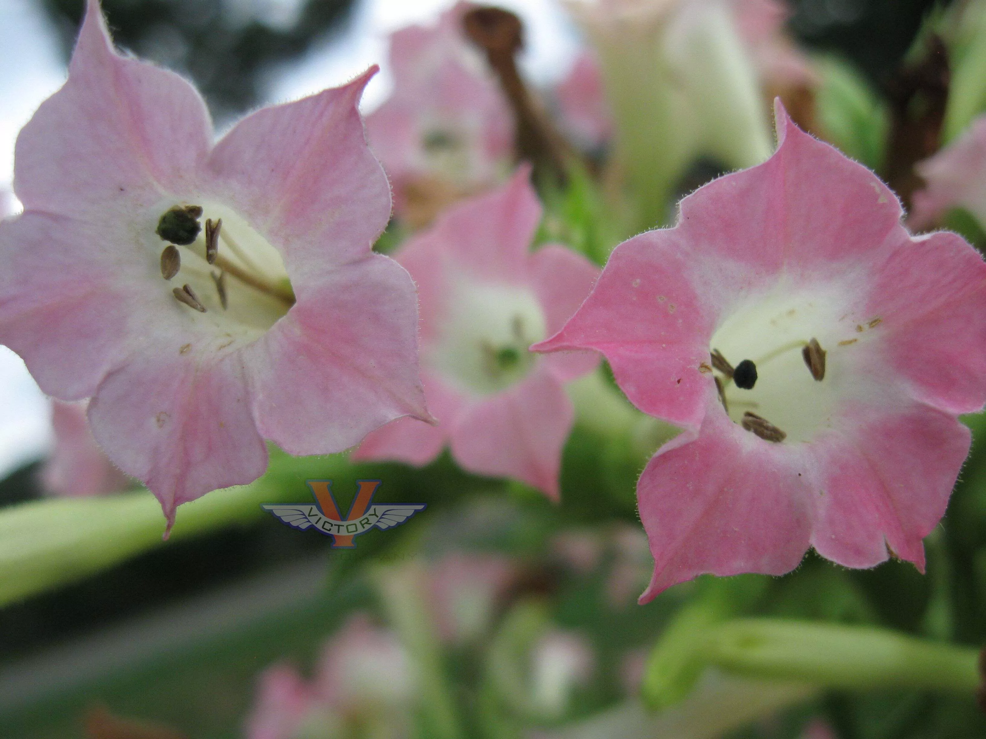 Carolina Bright Tobacco