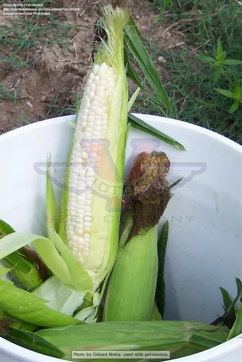 Silver King White Dent Corn