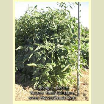 Burpee's Matchless Tomato