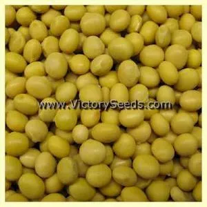 Besarabka Soybean
