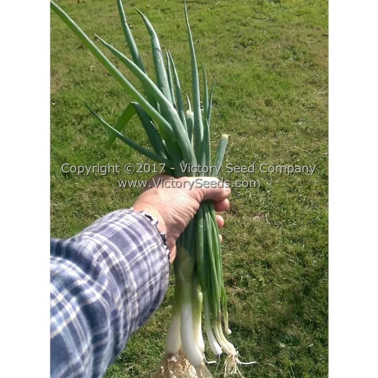 Heshiko Japanese Bunching Onion
