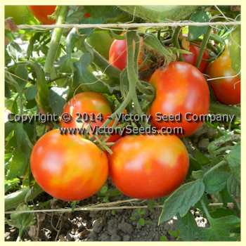 Marvana Tomato