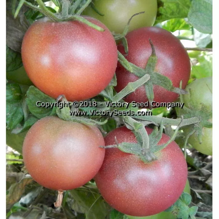 Dwarf Velvet Night Tomato