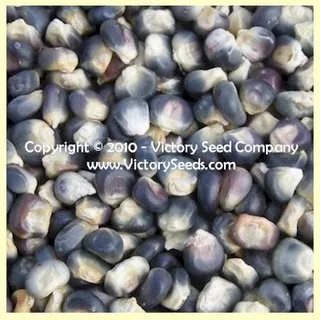 Blue Hopi Corn