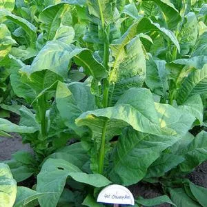 Cherry Red Tobacco