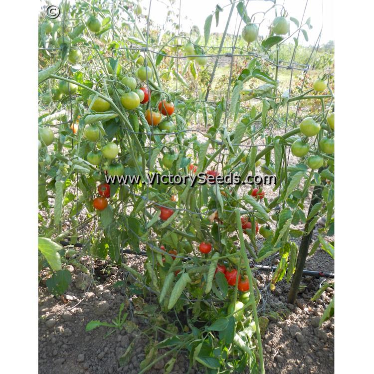 Oregon 11 Tomato