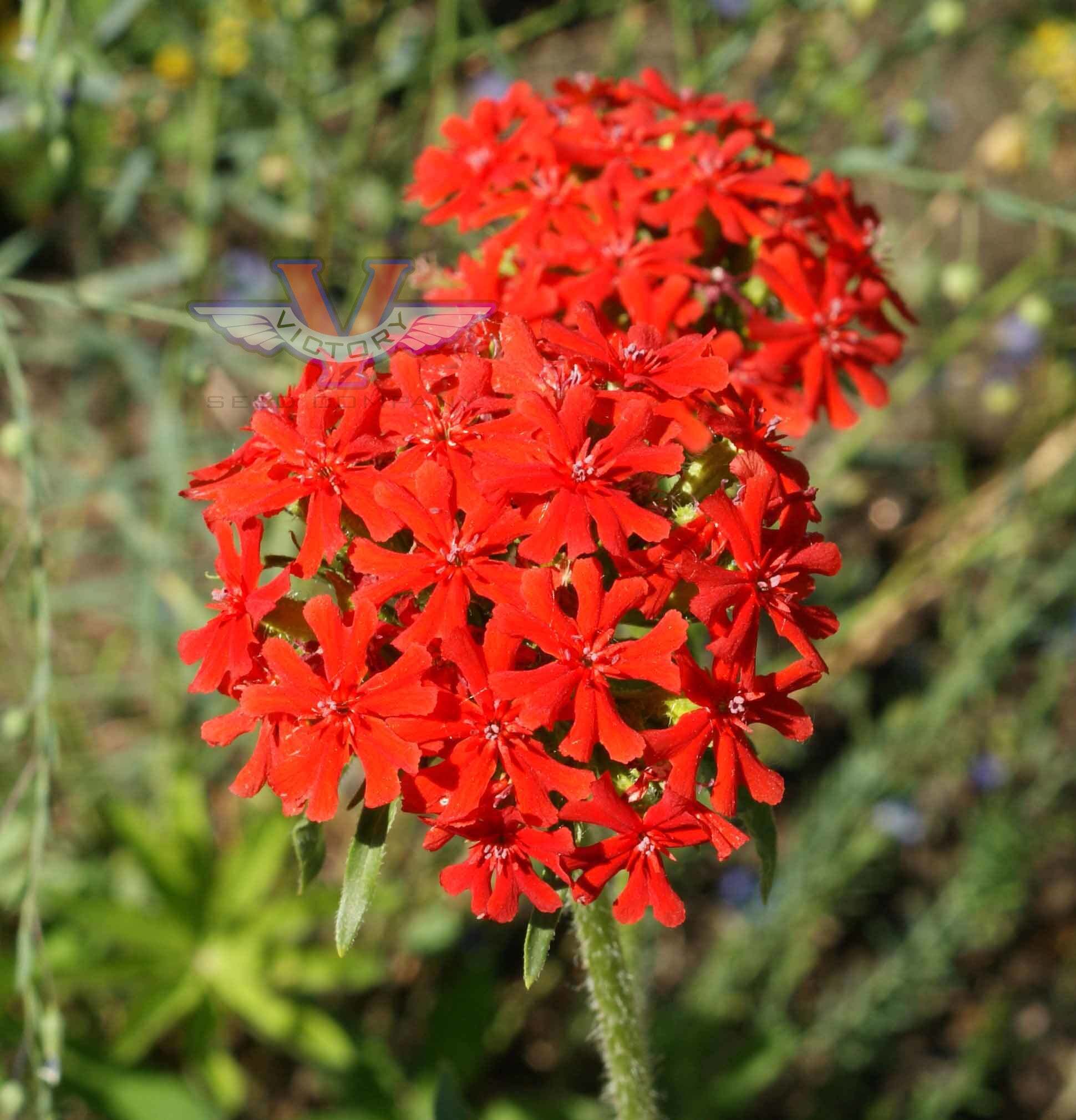 Maltese Cross