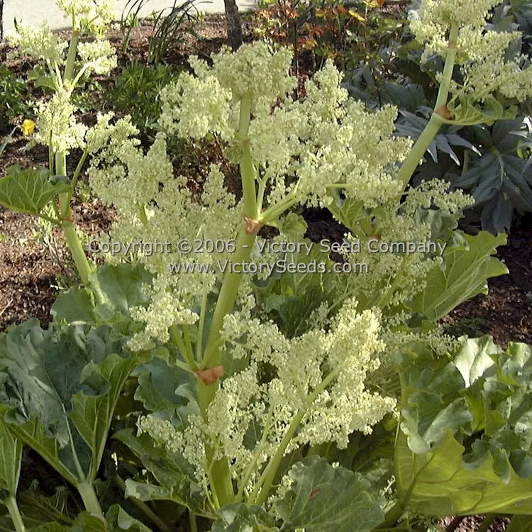 Victoria Rhubarb