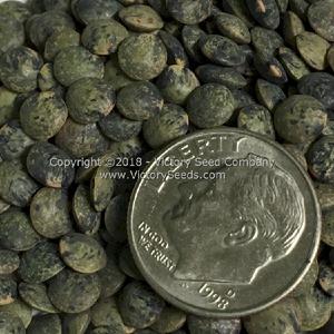 French Green Lentils