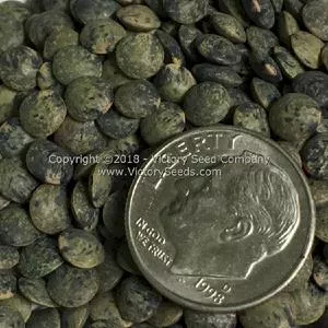 French Green Lentils