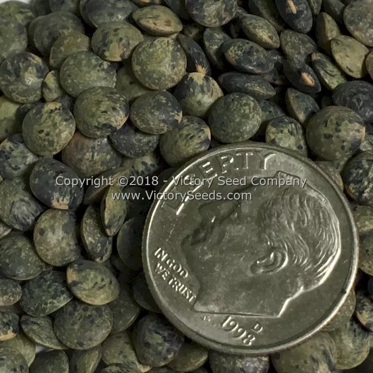 French Green Lentils