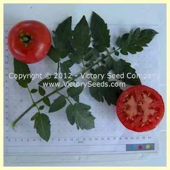 Livingston's Marhio (Marvelous) Tomato
