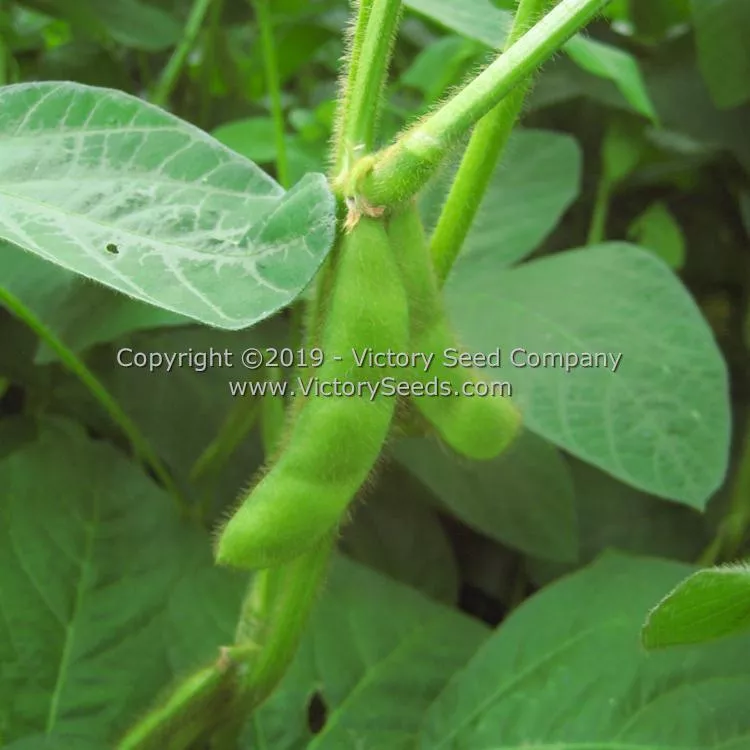 An tu bai chang lu dou Soybean