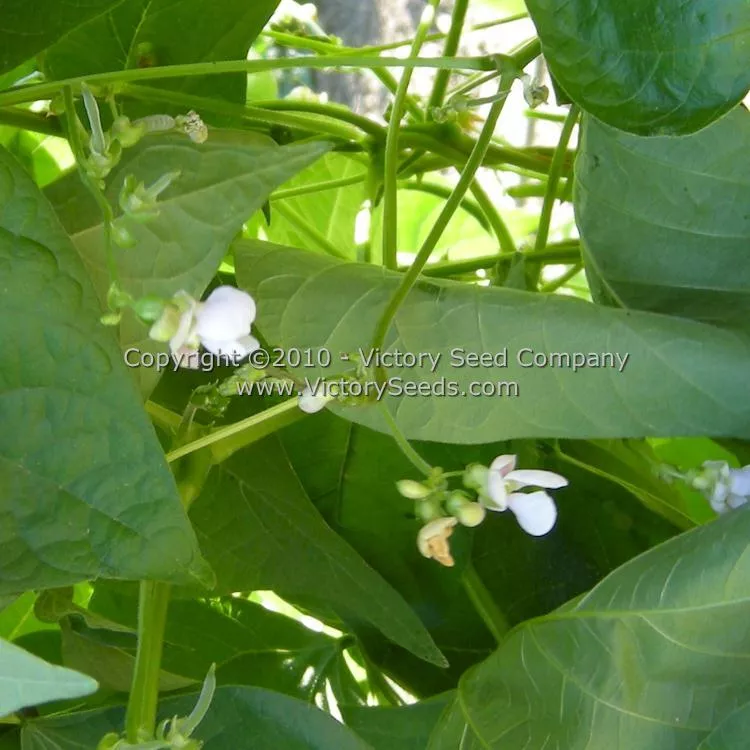 Valena Italian Pole Green Garden Bean