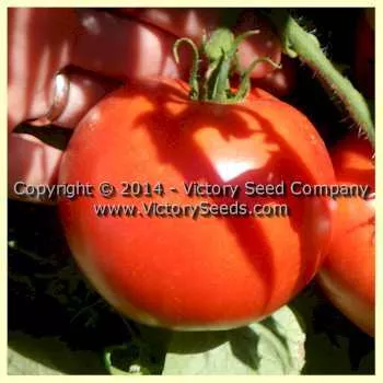Dr. Walter Tomato