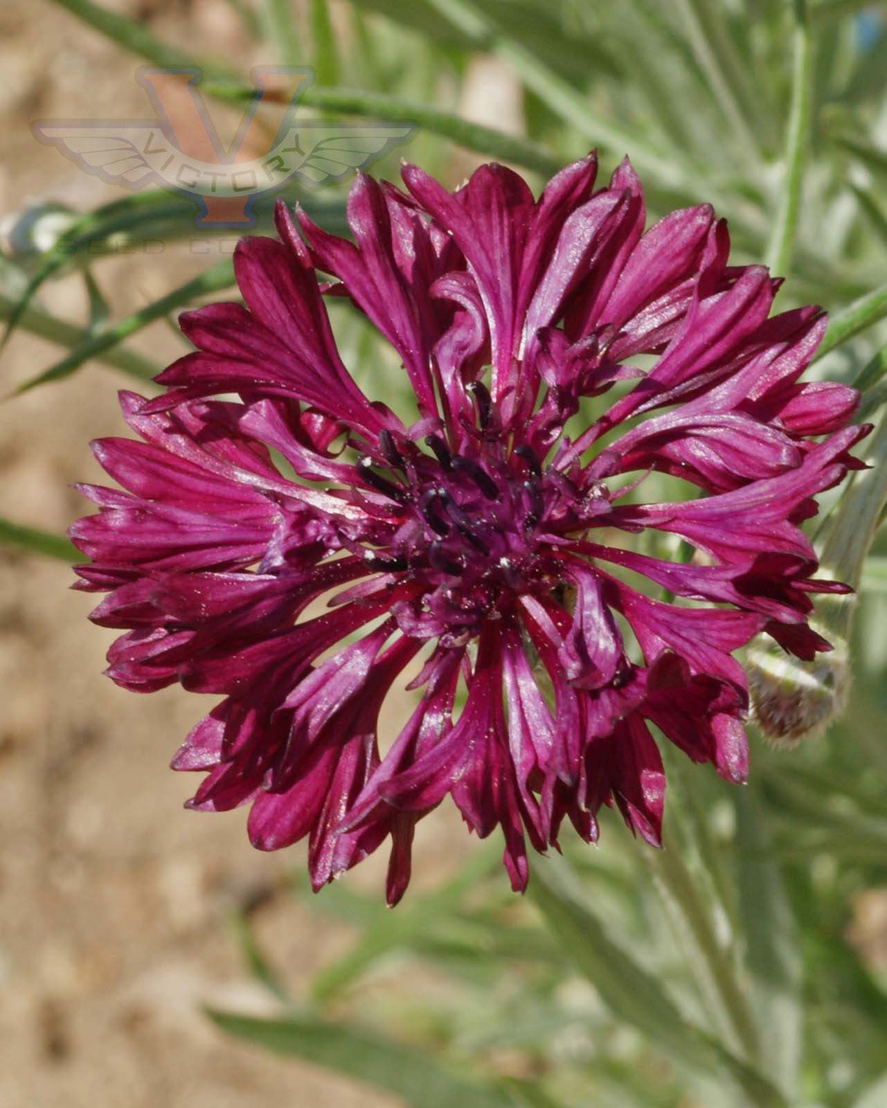 Cornflower 'Black Ball' (Bachelor's Buttons)