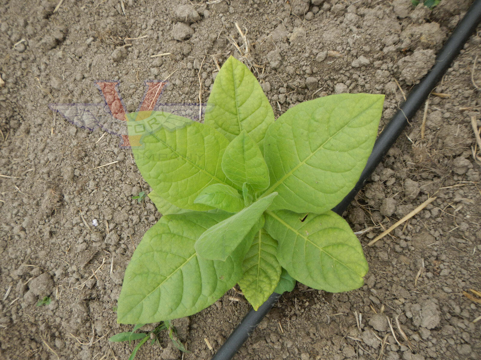 Smyrna Tobacco