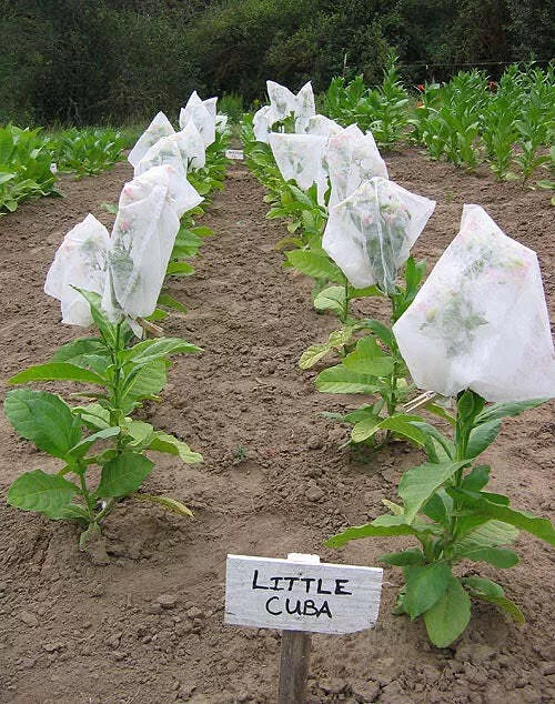 Little Cuba Tobacco