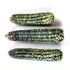 Oaxacan Green Dent Corn