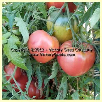 Kosovo Tomato
