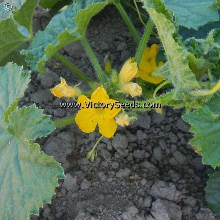 Bush Crop Cucumber