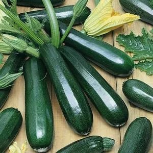 Dark Green Zucchini Summer Squash
