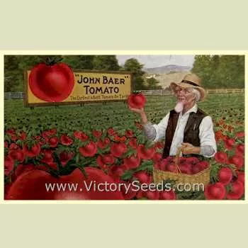 John Baer Tomato