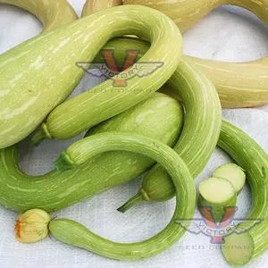 Tromboncino Squash (Zucchetta Rampicante)