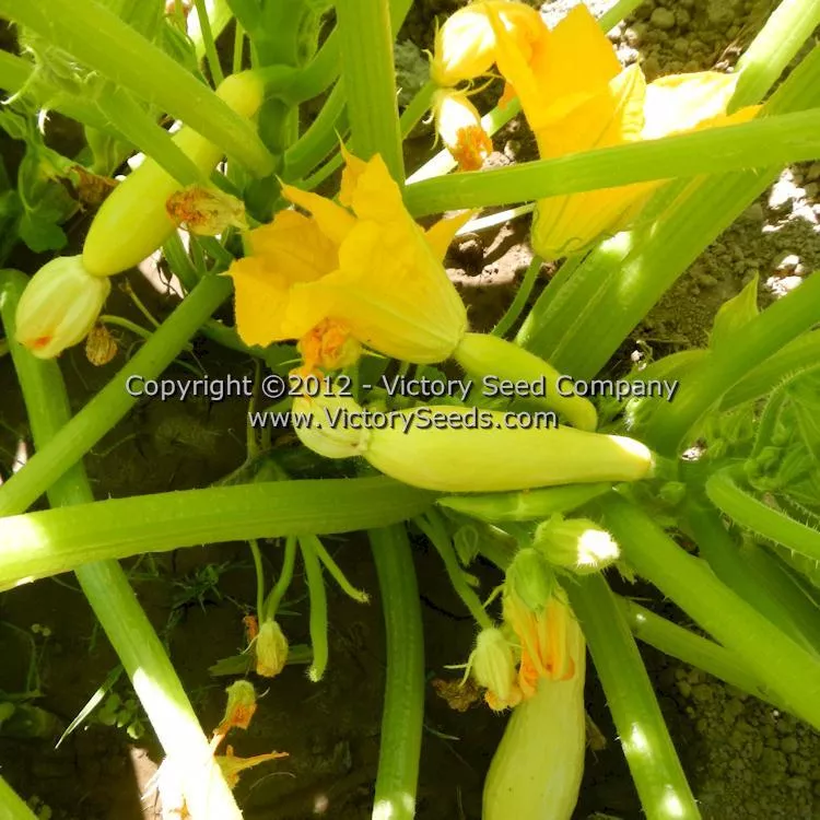 Early Prolific Straightneck Summer Squash