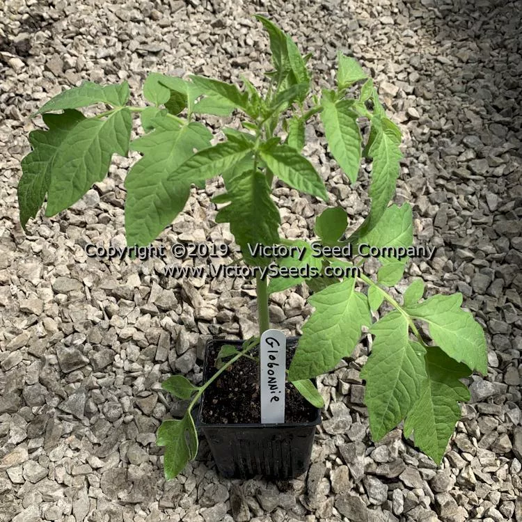 Globonnie Tomato