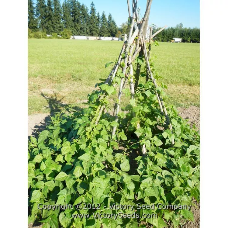 Aunt Doll Garden Bean