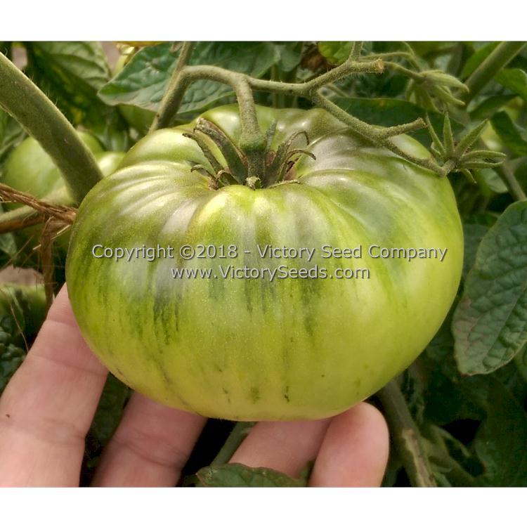 Wilpena Tomato