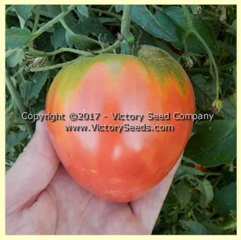Yugo Roze Tomato