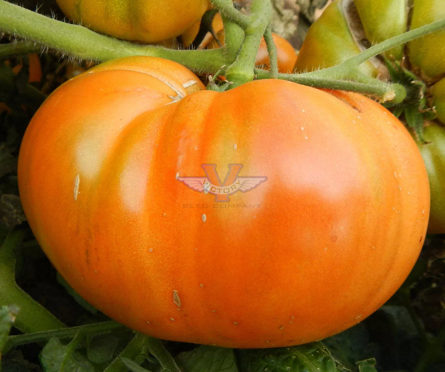 Uluru Ochre Tomato