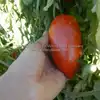Prue Tomato