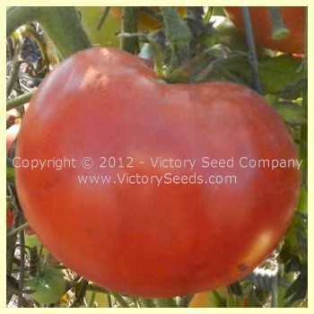 Matchum Tomato