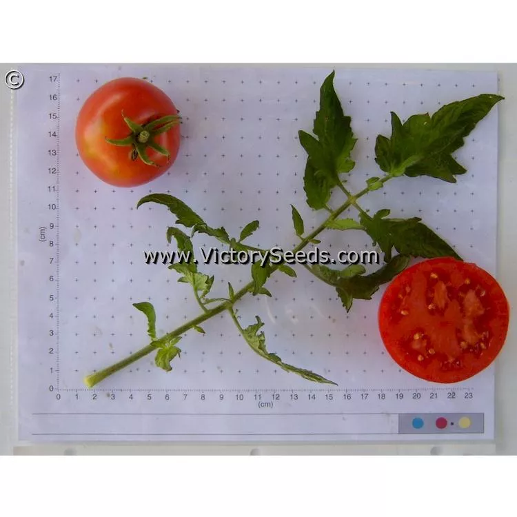 Bradley Tomato