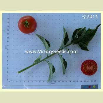 Livingston's Potato Leaf Tomato