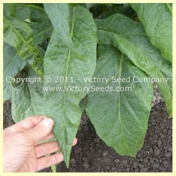 One Sucker Tobacco