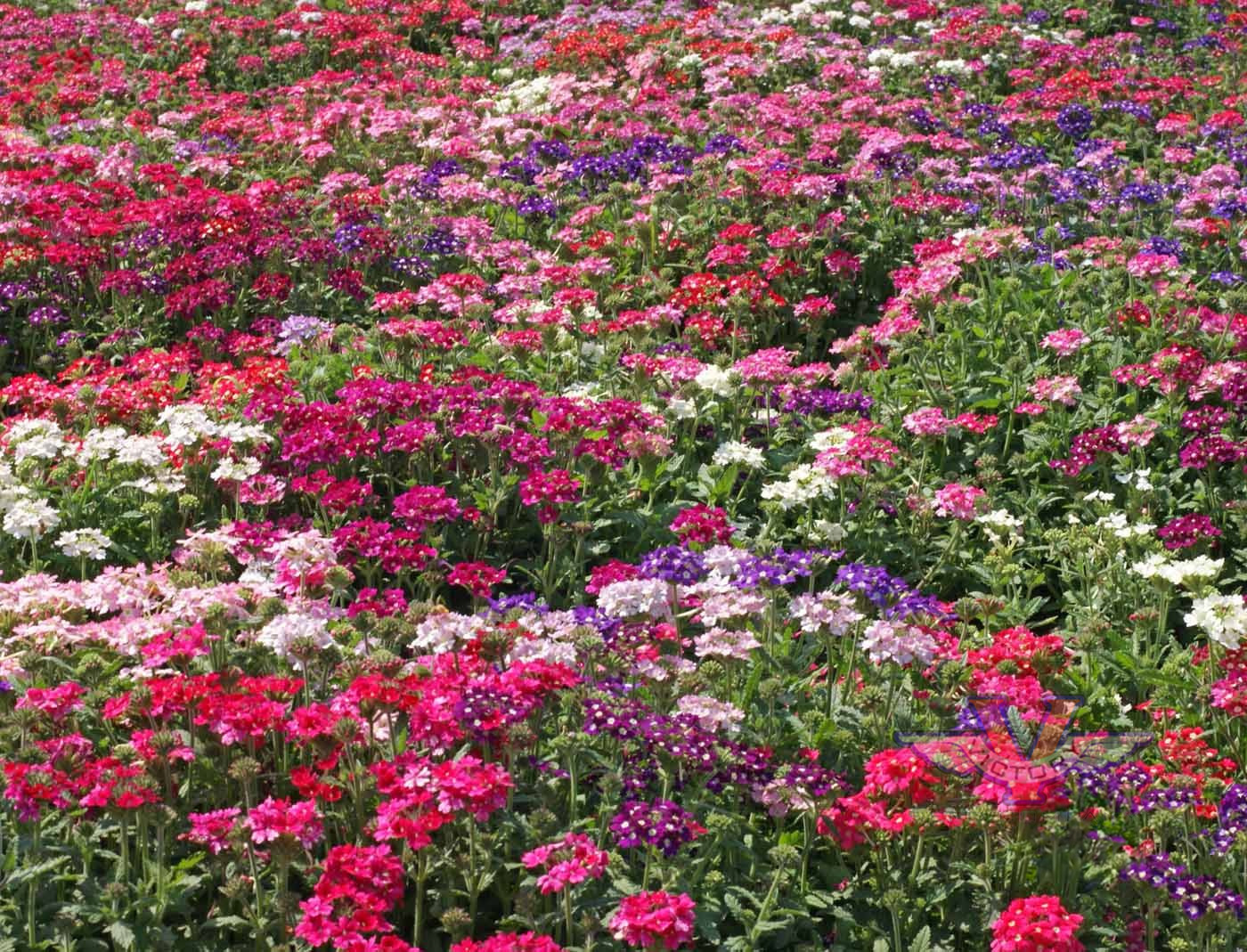 Verbena 'Ideal Florist Mix'