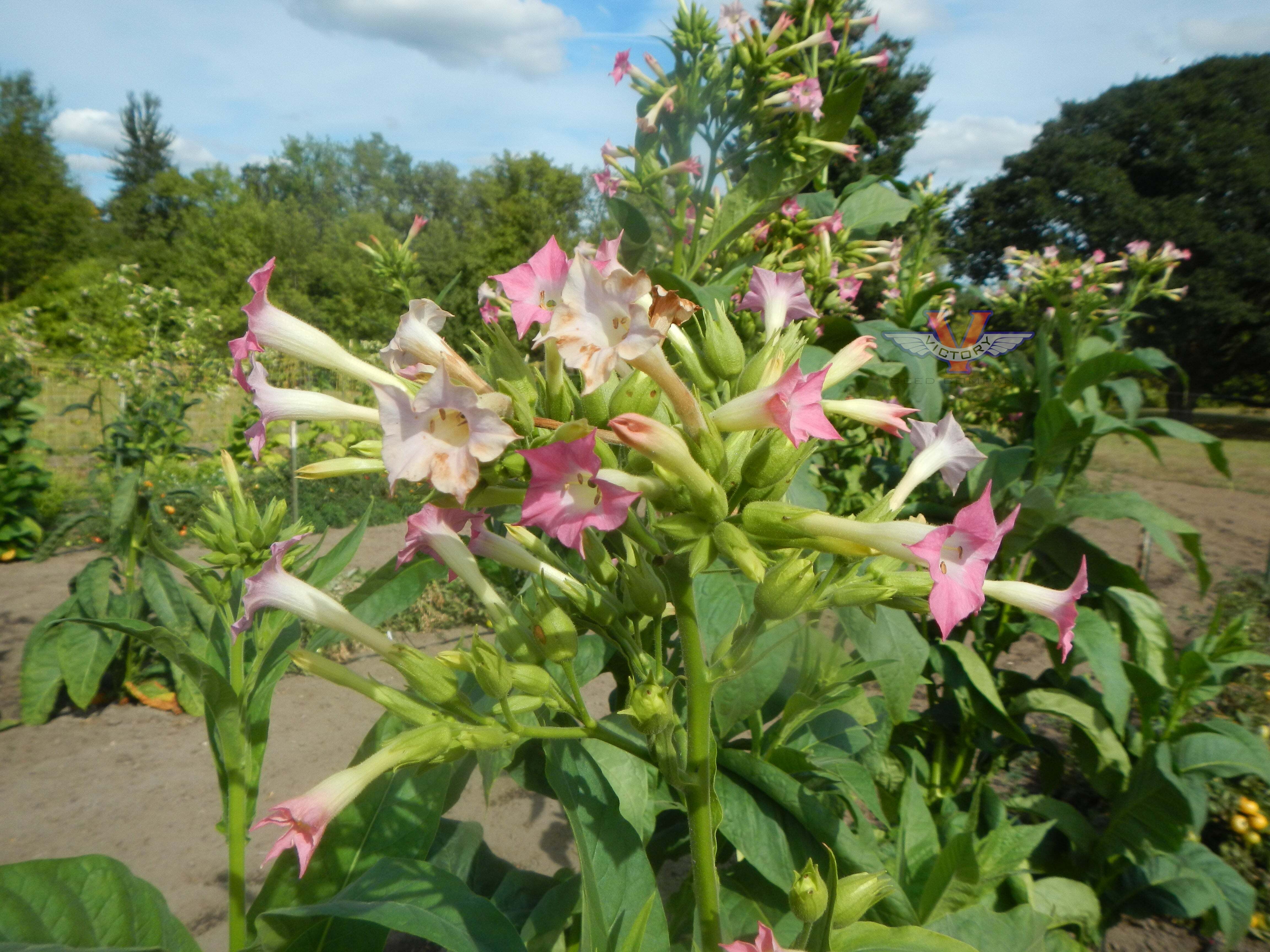 Jamaica Wrapper Tobacco