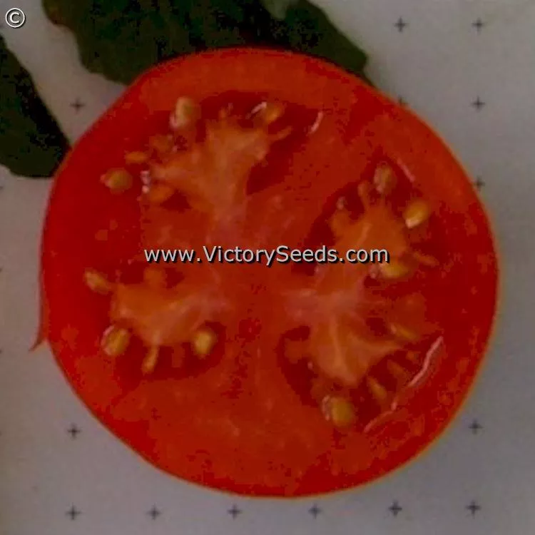 Willamette Tomato
