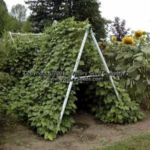 Rattlesnake Pole Green Garden Bean