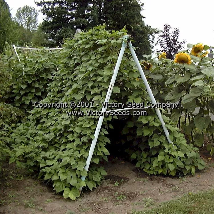 Rattlesnake Pole Green Garden Bean