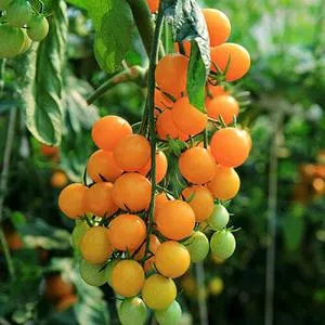 Gold Nugget Tomato