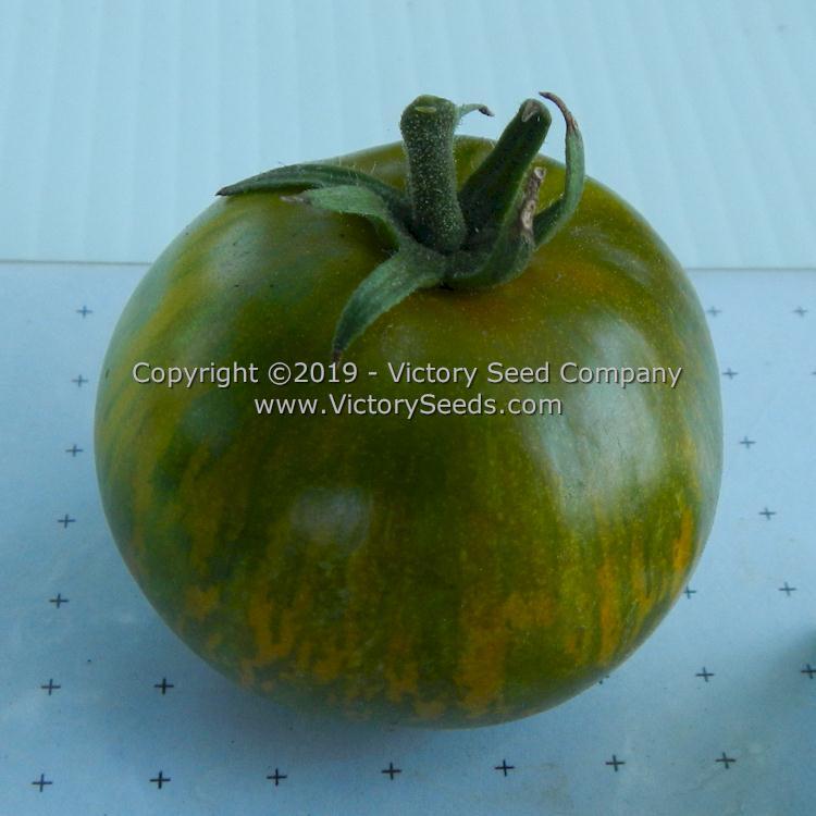 Dwarf Mint Streak Tomato