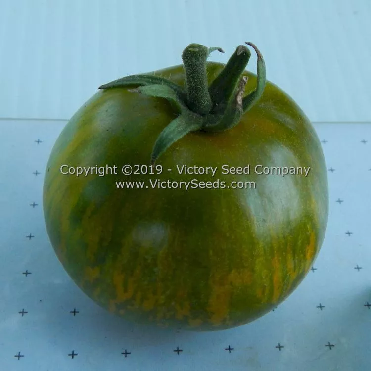 Dwarf Mint Streak Tomato