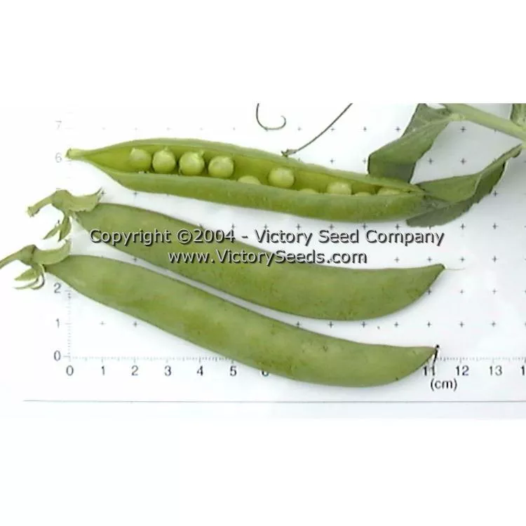 Green Arrow Pea